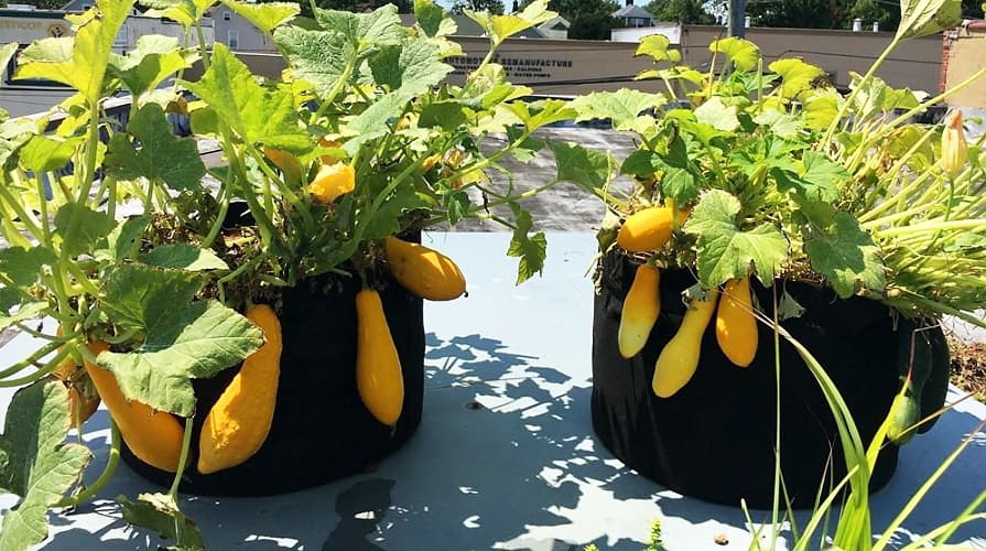 Geotextília használata grow bag termesztőzsákokhoz